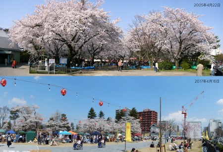 西公園_桜パノラマ-定点観測